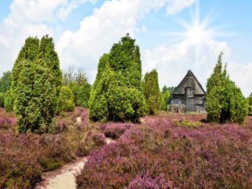 Heideblüte in Lüneburg