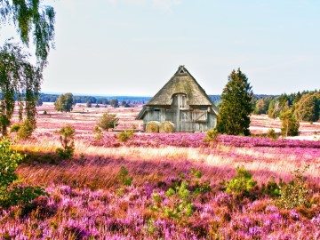 Blühende Heidelandschaft mit Haus in Lüneburg