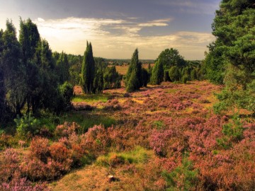 Blühende Landschaft in der Lüneburger Heide mit Bäumen bei aufreißendem Himmel