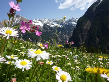 Eine Blumenwiese im Tirol.