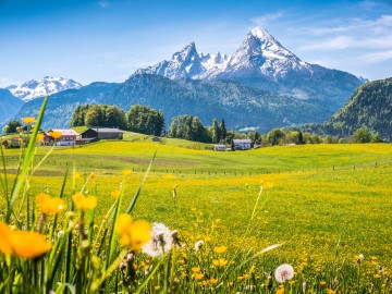 Blumenwiese mit Bergblick in Niederösterreich