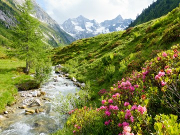 Gebirgsbach mit blühenden Blumen im Burgenland