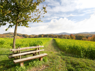 Lausitz Bank in grüner Landschaft in der Lausitz