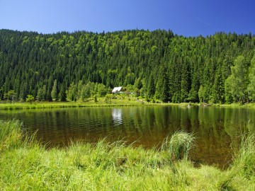 Bayerischer Wald mit See und grünem Ufer in der Oberpfalz