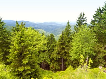 Teutoburger Wald im Sonnenschein